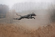 happy weimaraned dog jumps outdoors in autumn