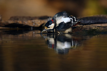 Poster - The great spotted woodpecker (Dendrocopos major) is bathing and drinking in small forest pond with reflection in water and with yellowish background