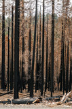 Fototapeta Na sufit - Photograph of a forest of burned trees after a fire. Black and yellow brown colors with ocher tones. The trees are pines