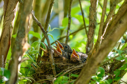 Cuadros en Lienzo Amselküken im Nest warten mit geöffneten Schnäbeln auf Futter