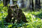 Fototapeta Na ścianę - Old stump in the thicket forest in spring
