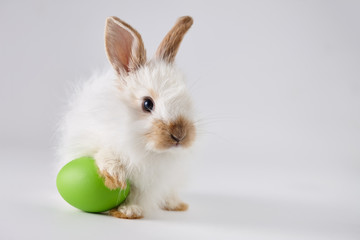 Wall Mural - Easter bunny rabbit with egg on gray background