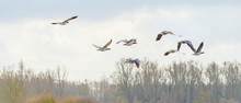 Flock Of Geese Flying In The Sky Of A Natural Park In Winter 