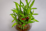 Fototapeta Tulipany - Lucky bamboo stalks in a pot
