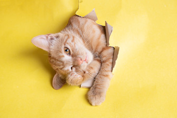 Red cat in yellow paper hole, copy space