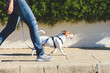 canvas print picture - Dog walker walking fast with her pet on leash at street pavement 