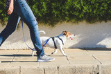 Fototapeta Zwierzęta - Dog walker walking fast with her pet on leash at street pavement 