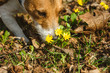 © alexei_tm - Dog enjoys sunny warm day sniffing first spring flowers
