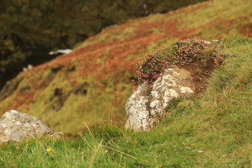 Wall Mural - Small pink wildflowers growth on the stone with blurred scene of the valley. Natural background. Beauty in nature. View of highland, Scotland.