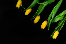 Five Bright Yellow Tulips On A Black Background. Copy Space.