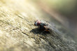 fly on wood