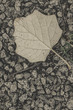 autumn leaf in rocky floor