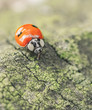 Ladybug walking