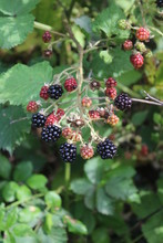 Ripening Blackberries In Summer Sunshine In Knottingley West Yorkshire UK,Britain