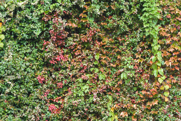 Wall Mural - Green wall with variety of plants