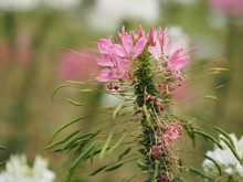 Cleome Hassleriana, Spider Flower, Spider Plant, Pink Queen, Grandfather's Whiskers  Species Of Flowering Plant In The Genus Cleome Of The Family Cleomaceae, Pink And White Color Flowers In Garden