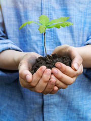 A teenager holds an oak seedling in his palms. Concept - reforestation, eco friendly. Hands with the ground. Sunny day.