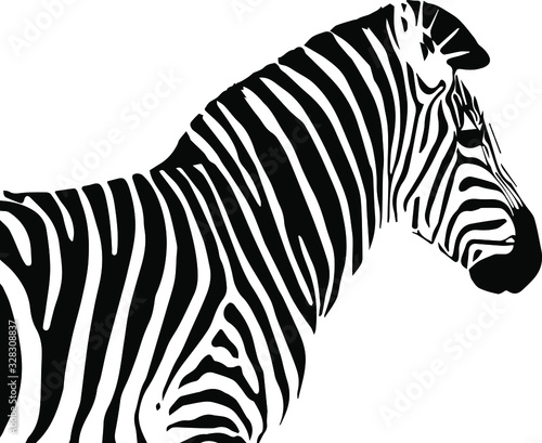 Obraz zebra   recznie-rysowane-zebry-wektor-na-przezroczystym-tle