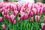 Fototapeta  - Beautiful rose tulip garden