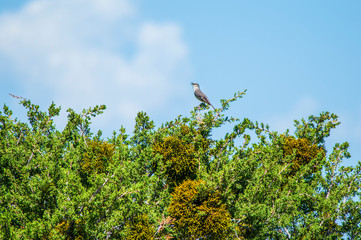 Wall Mural - Singing Northern Mockingbird Mimus polyglottos