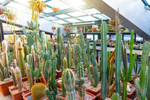 Many Long Cacti In A Tropical Desert Greenhouse.