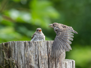 Wall Mural - The spotted flycatcher (Muscicapa striata) is a small passerine bird in the Old World flycatcher family.