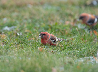 Wall Mural - The two-barred crossbill (Loxia leucoptera) is a small passerine bird in the finch family Fringillidae.