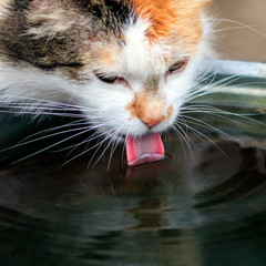 square portrait with a cute fluffy cat drinking water from a bucket on the street in the garden lapping pink tongue