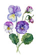 Watercolor Collection of Colorful Violets