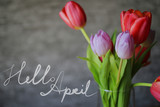 Fototapeta Na ścianę - Hello April card. Spring background with beautiful colorful tulips.