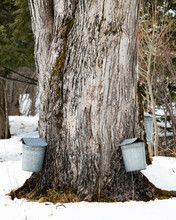 Maple Sugar Buckets Free Stock Photo - Public Domain Pictures