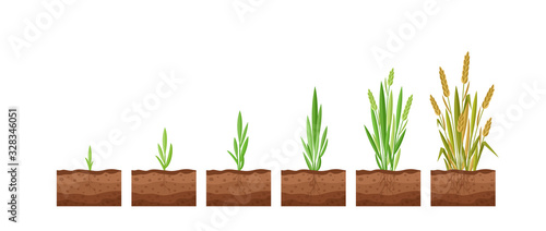 Cuadros en Lienzo Wheat growth cartoon flat vector illustration agriculture concept