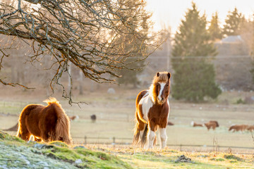 Cold sunny winter animal scene of brown Icelandic horses with thick winter coat graze on a frozen grass field.