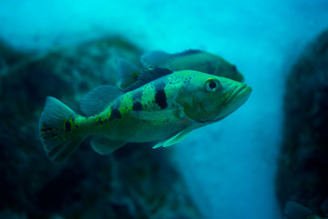 Peacock bass in aquarium. Wildlife animal.