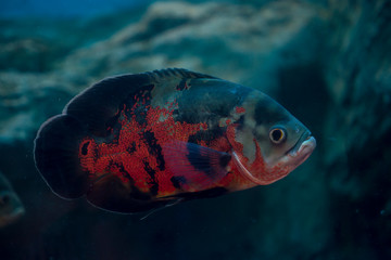 Astronotus ocellatus in aquarium. Wildlife animal.