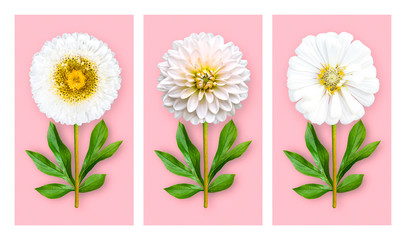 Three offbeat flowers on a pastel pink background. Composition of white aster, dahlia and zinnia with peony leaves. Art object.