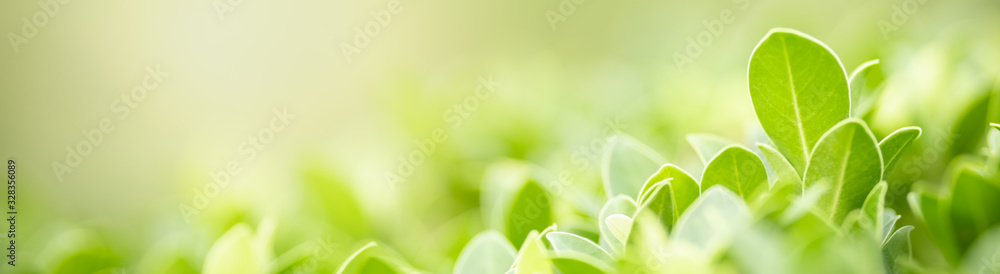 Close up beautiful nature view green leaf on blurred greenery background under sunlight with bokeh and copy space using as background natural plants landscape, ecology cover page concept. - obrazy, fototapety, plakaty 