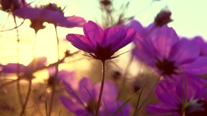 Wall Mural - Cosmos Flower blooming in a garden over sunset sky. Beautiful red and pink colorful flowers growing on field. Spring and Summer nature scene. Sun flare. Slow motion 4K UHD video