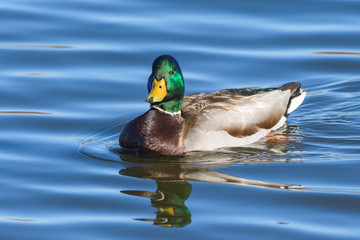 Wall Mural - Waterfowl of Colorado. Male Mallard duck in a lake.