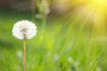 dandelion in the nature with solar light