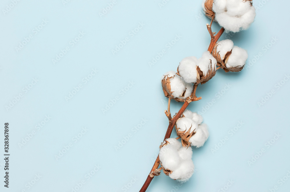 Flat lay Beautiful cotton branch on blue background top view copy space. Delicate white cotton flowers. Light color cotton background. Cotton production - obrazy, fototapety, plakaty 