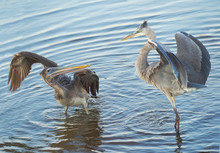 Young Great Blue Heron And Brown Pelican In A Territorial Dispute At The Lake