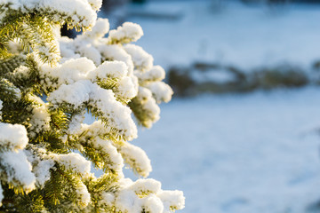 Wall Mural - Winter snow on the branches of a Christmas tree. Snowy texture. background for design. Coniferous branches in the sun. Snowflakes.