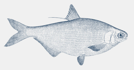 American gizzard shad dorosoma cepedianum, a fish from the United Sates in side view