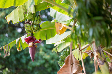 Wall Mural - Focus a banana bud on tree with green grass  field background. Asian super fruit.  Tropical fruits. image for background, wallpaper and copy space.Tree banana.Raw banana on tree.