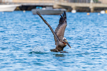 pelican landing in water