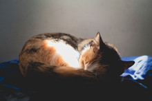 Calico Cat Heart Sleeping In Hammock On Sun