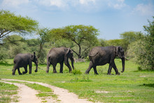 Three Elephants In Green Bushes Of Tarangire National Park, Tanzania