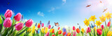 Fototapeta Tulipany - Tulips And Daffodils In Sunny Field - Spring flowers
