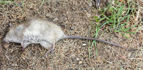 Dead Roof Rat. Santa Clara County, California, USA.